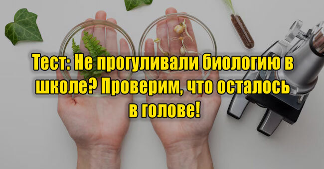 Не прогуливали биологию в школе? Проверим, что осталось в голове!