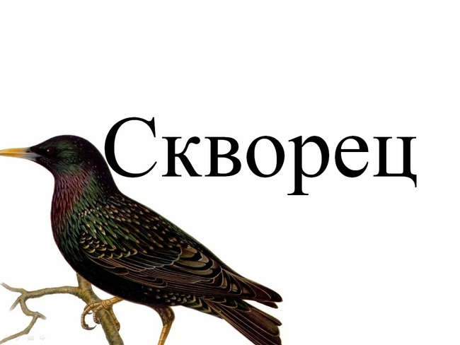 Текст скворцы