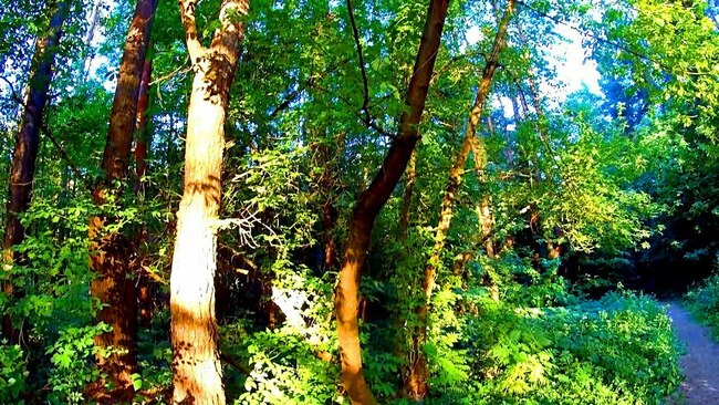 Тест - Явления природы