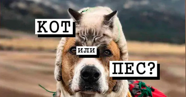 Кого вы напоминаете по характеру: кошку или собаку?