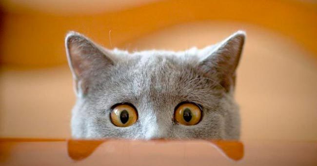 Тест про котиков