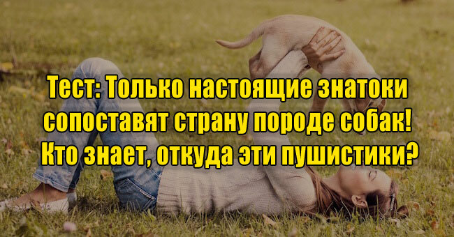 Только настоящие знатоки сумеют сопоставить страну породе собак! Кто знает, откуда эти пушистики?