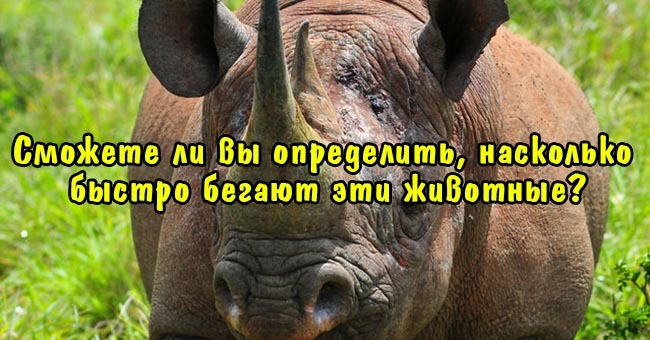 Сможете ли вы определить, насколько быстро бегают эти животные?