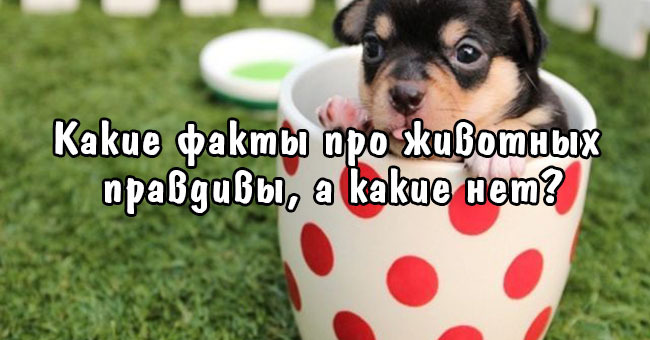 А вы сможете понять, какие истории про животных правдивые, а какие нет?