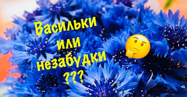 Тест для настоящих садовников: Сможете ли вы угадать названия цветов по фото?