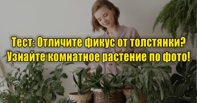 Отличите фикус от толстянки? Узнайте комнатное растение по фото! 