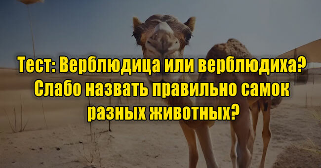Верблюдица или верблюдиха? Слабо назвать правильно самок разных животных?