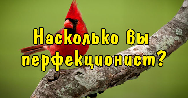 Насколько вы перфекционист?