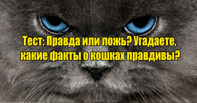 Правда или ложь? Угадаете, какие факты о кошках правдивы?