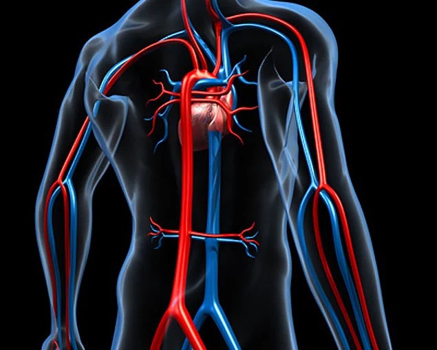 Сердечно сосудистая система человека фото