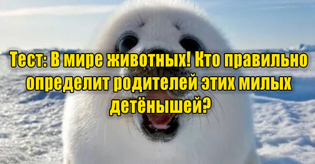 В мире животных: Кто правильно определит родителей этих милых детёнышей?