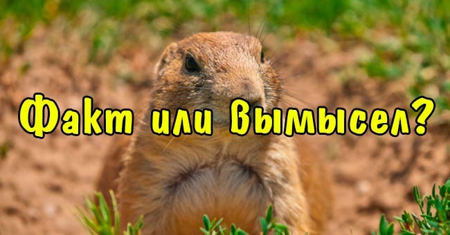 Факт или вымысел?