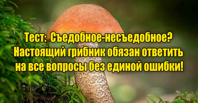 Съедобное-несъедобное? Настоящий грибник обязан ответить на все вопросы без единой ошибки!