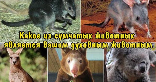 Какое из сумчатых животных является вашим духовным животным?