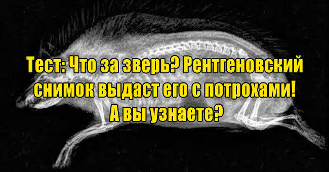 Что за зверь? Рентгеновский снимок выдаст его с потрохами! А вы узнаете?