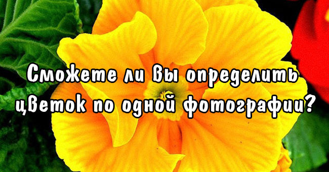 Сможете ли вы определить цветок по одной фотографии?