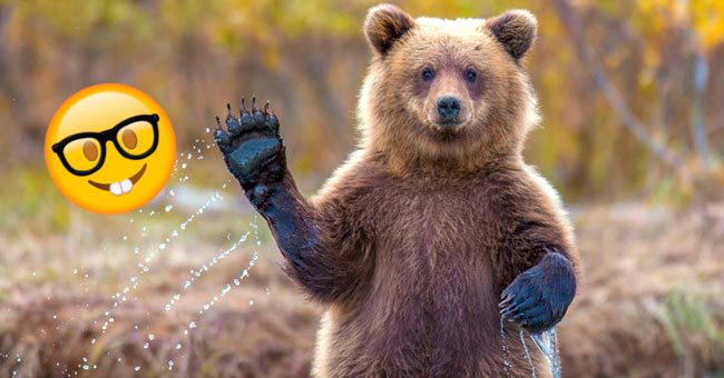 Тест на знание животного мира для школьников, который заваливает 97% взрослых людей
