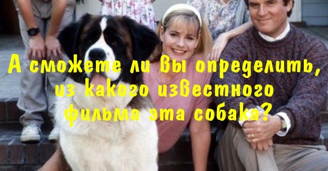 А сможете ли вы определить, из какого известного фильма эта собака?
