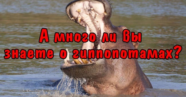 А много ли вы знаете о гиппопотамах?