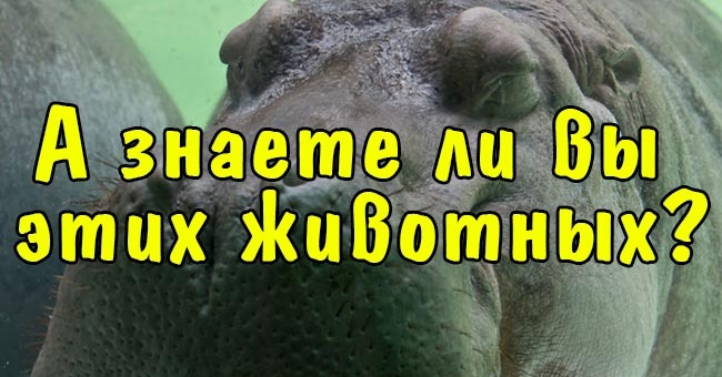 А знаете ли вы этих животных?