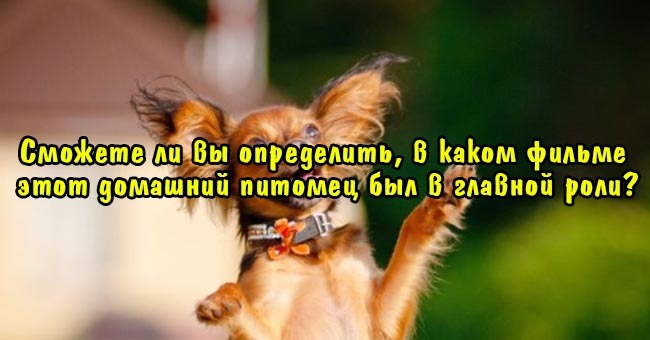 Сможете ли вы узнать, в каком фильме снялся этот домашний питомец?