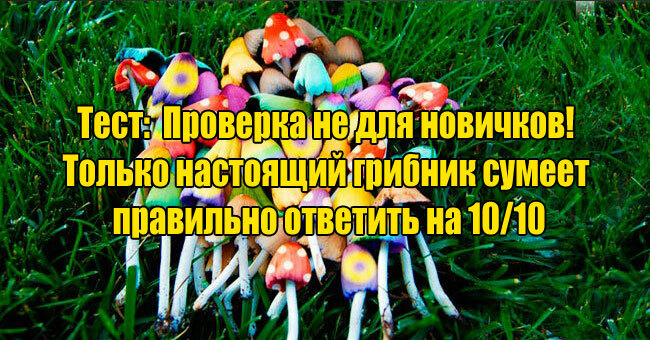 Проверка не для новичков! Только настоящий грибник сумеет правильно распознать все 10 грибов.