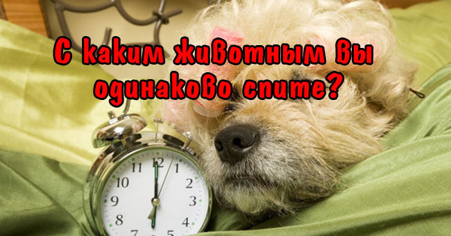 С каким животным вы одинаково спите?