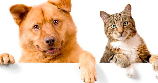 Кто ты по характеру: Котик или пес?