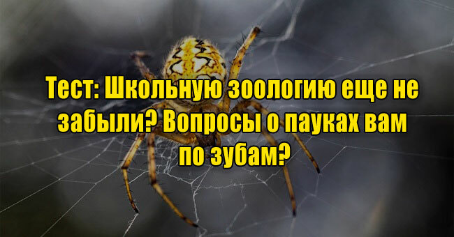 Школьную зоологию еще не забыли? Вопросы о пауках вам по зубам?
