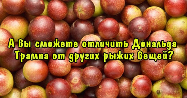 А вы сможете отличить Дональда Трампа от других рыжих вещей?