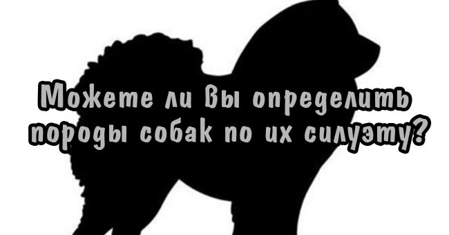 Можете ли вы определить породы собак по их силуэту?