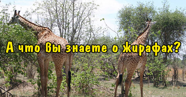 Что вы знаете о жирафах?