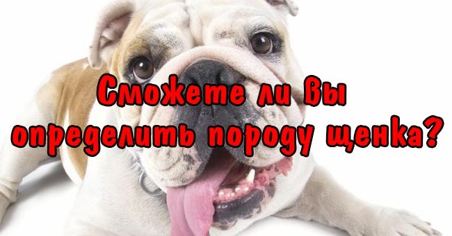 Сможете ли вы определить породу щенка?
