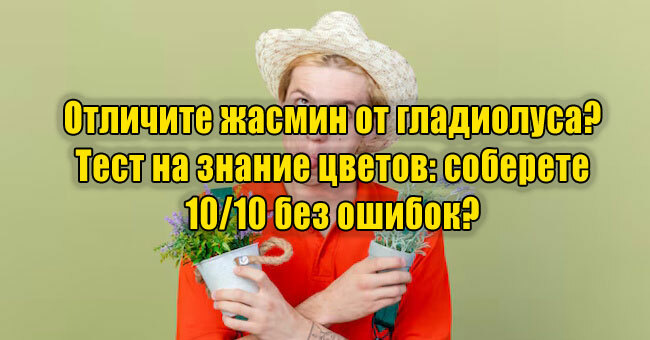Отличите жасмин от гладиолуса? Тест на знание цветов: соберете 10/10 без ошибок?