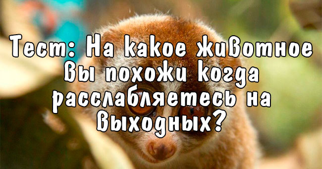 На какое животное вы похожи, когда расслабляетесь на выходных?