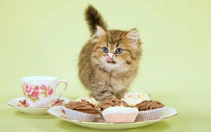 Кошки не воспринимают сладкое