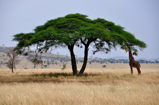 Фикус природная зона. Африканская зонтичная Акация. Серенгети Танзания дерево.