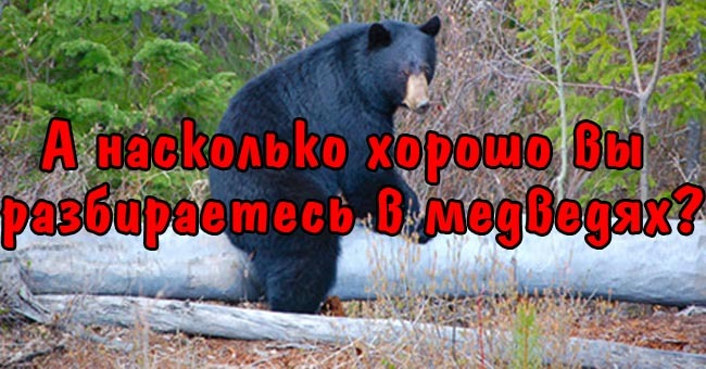 А насколько хорошо вы разбираетесь в медведях?