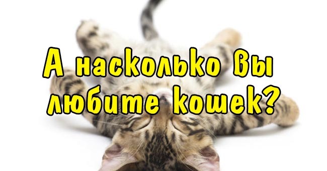 А насколько вы любите кошек?