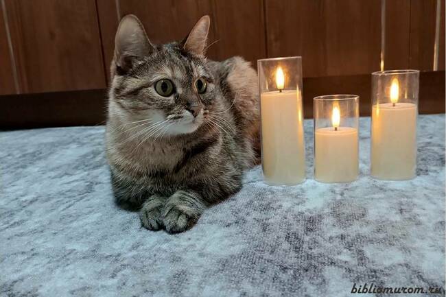 Кот в мешке