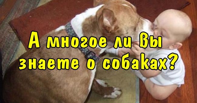 А многое ли вы знаете о собаках?
