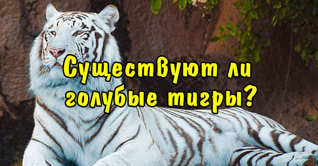 Сможете ли вы определить, какие факты правдивы, а какие нет?