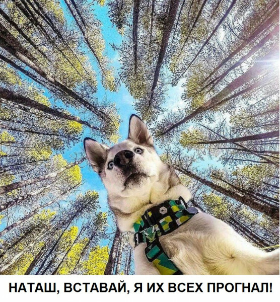 Угадай что за животное мем