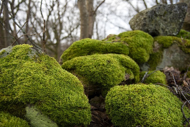 Тест - Водоросли и мхи