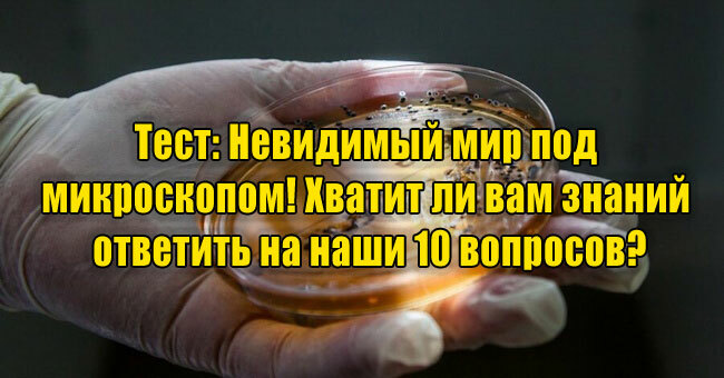 Невидимый мир под микроскопом! Хватит ли вам знаний ответить на наши 10 вопросов?