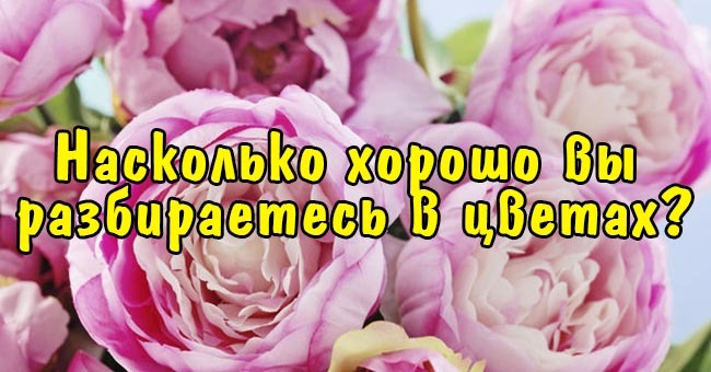 Насколько хорошо вы разбираетесь в цветах?
