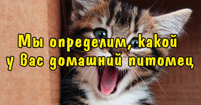 Мы определим, какой у вас домашний питомец!