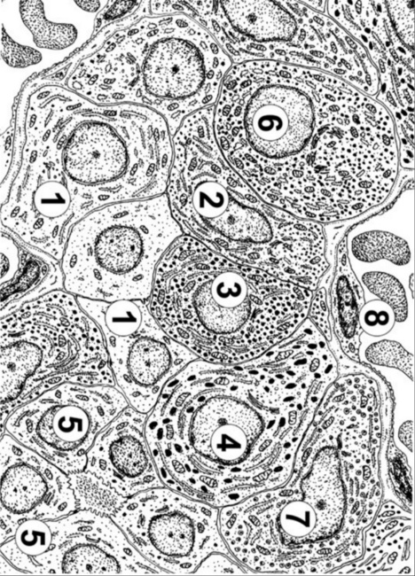 Тест - ГИСТОЛОГИЧЕСКОЕ СТРОЕНИЕ ОРГАНОВ ЭНДОКРИННОЙ СИСТЕМЫ (4.5.)