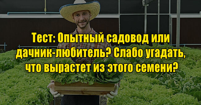 Опытный садовод или дачник-любитель? Слабо угадать, что вырастет из этого семени?