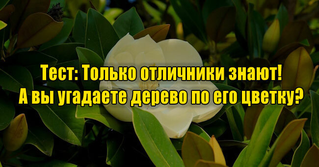 Только отличники знают! А вы угадаете дерево по его цветку? 